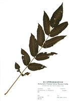 藏品(羅氏鹽膚木)的圖片